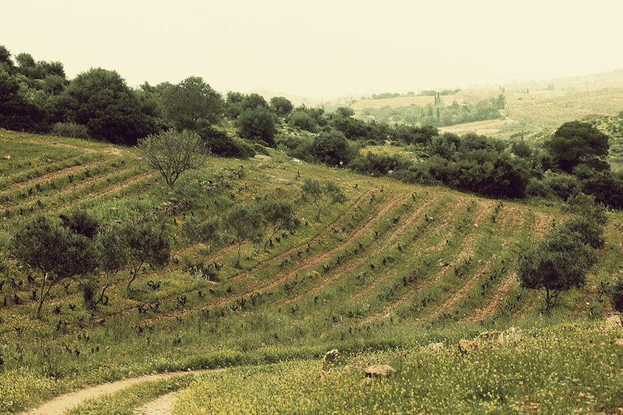 rows of vines at Domaine Papagiannakos vineyards in the background of trees